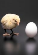 Chicken or the Egg: Culture Change or System Change?